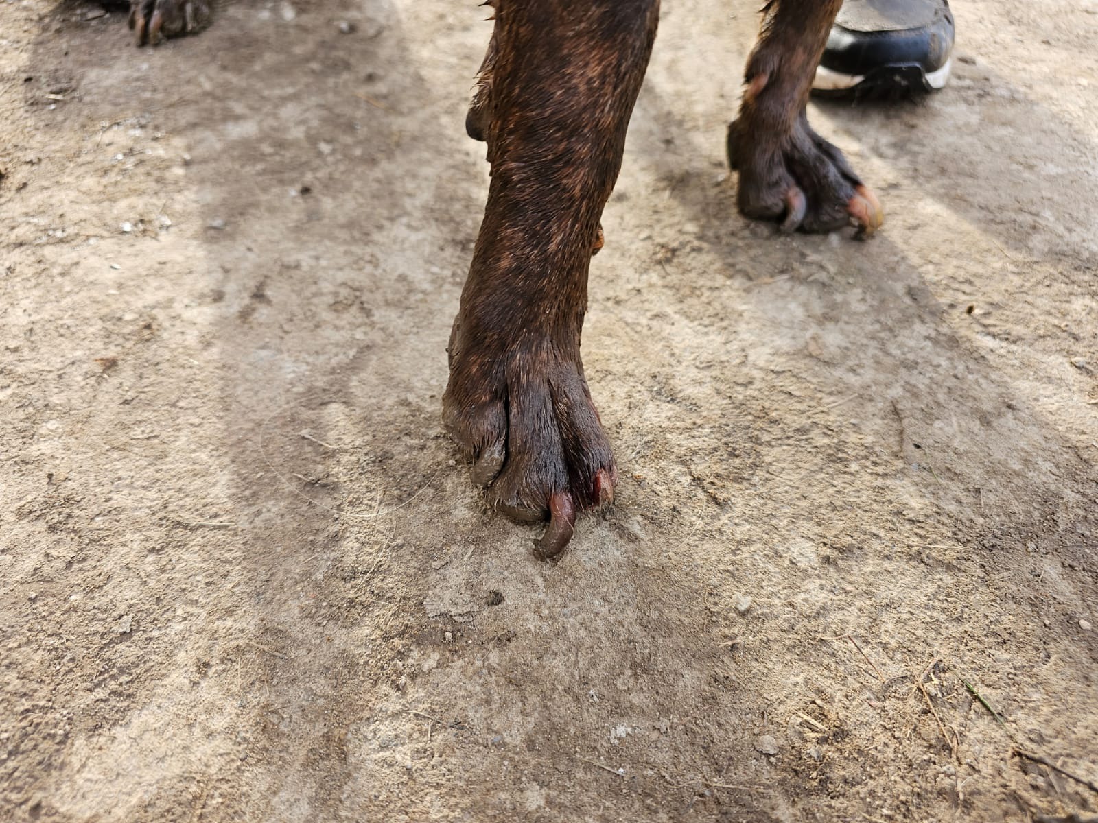 Pseudohodowla (6).jpeg